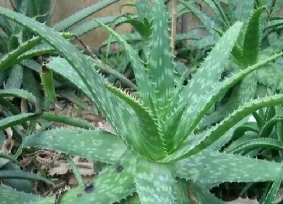 种植土壤|芦荟可以地栽吗