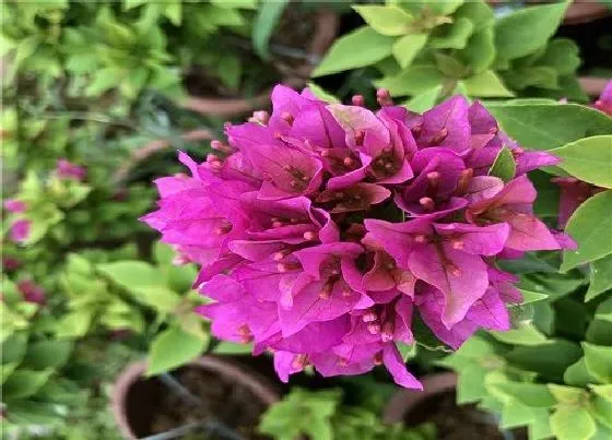 植物虫害|三角梅长虫子怎么办