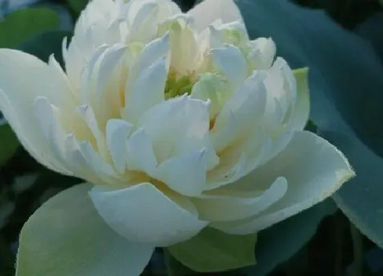开花时间|荷花什么季节开花 开花时间是几月到几月
