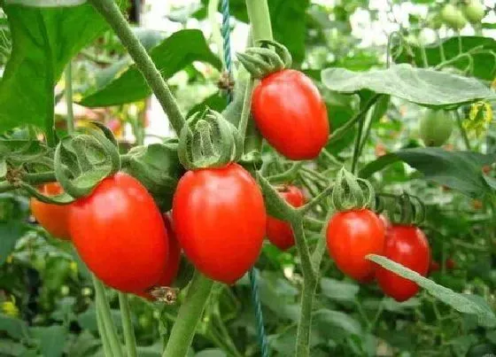 食用常识|圣女果含糖量高吗