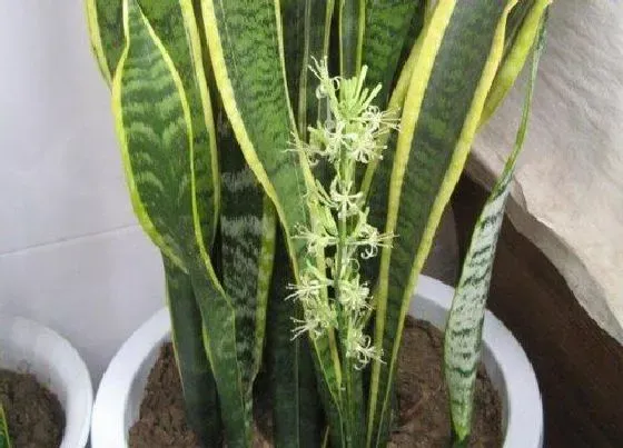 植物百科|荷花兰开花吗 在什么时候开花