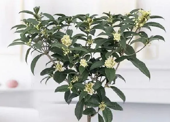 冬天植物|桂花树耐冻吗