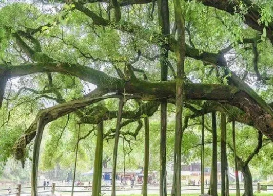 枯枝|榕树干枝原因与处理方法