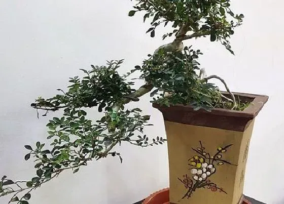 植物寓意|白蜡树的风水寓意和摆放位置