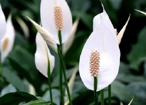 植物百科|白掌开花好不好