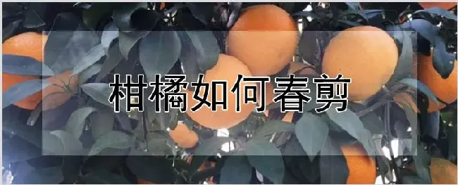 柑橘如何春剪 | 农业技术