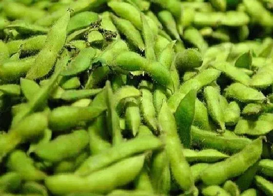 种植管理|毛豆几月份种植合适