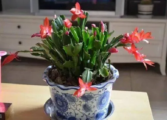 植物施肥|盆栽植物用什么肥料好