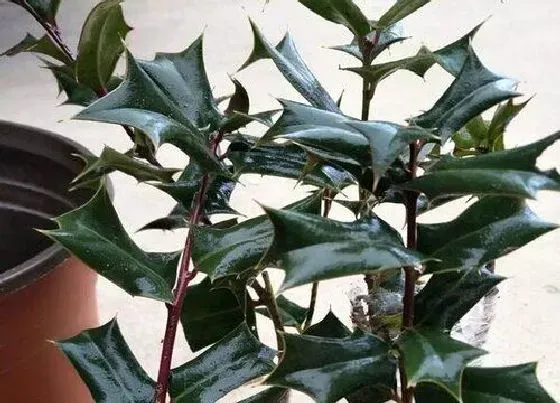 树之最|秋天不落叶的树有哪些
