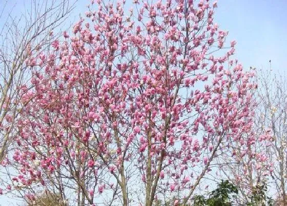 开花时间|紫玉兰树一年开几次花