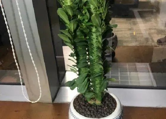 植物价格|龙骨花多少钱一盆