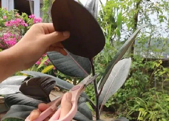 植物修剪|橡皮树冬天可以剪枝吗