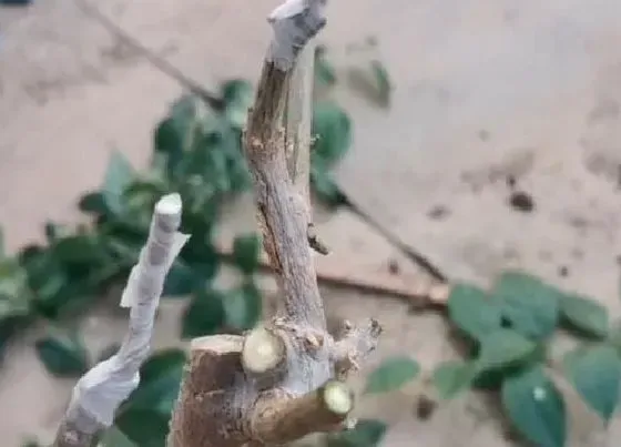 植物嫁接|三角梅可以嫁接吗
