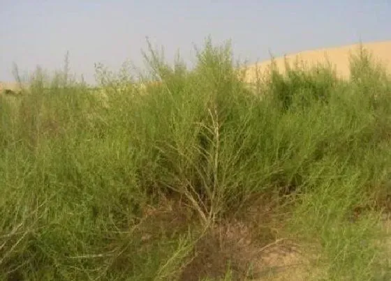 植物百科|沙蒿是什么植物类别