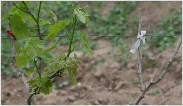 葡萄“三看”定梢是什么？注意事项介绍 | 种植资料