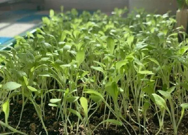 植物发芽|生菜种子多久发芽
