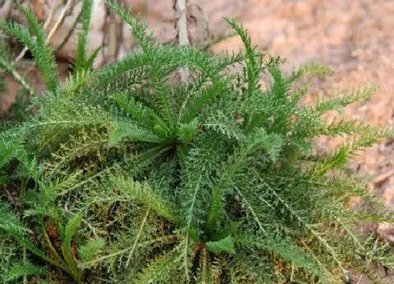 植物百科|蓍草是什么草