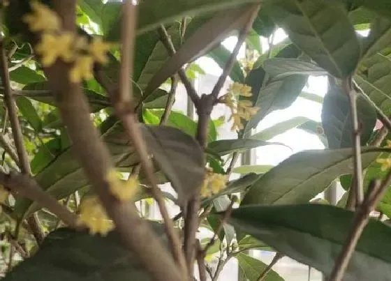 种植长叶|四季桂花不长叶子怎么办