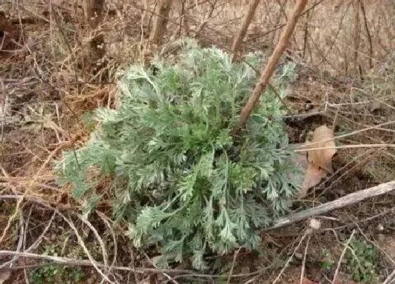 植物种类|茵陈和白蒿是一种植物吗