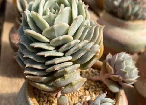 养殖科普|露娜莲开花后怎么处理