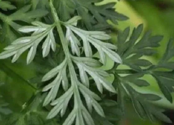 植物种类|茵陈和白蒿是一种植物吗