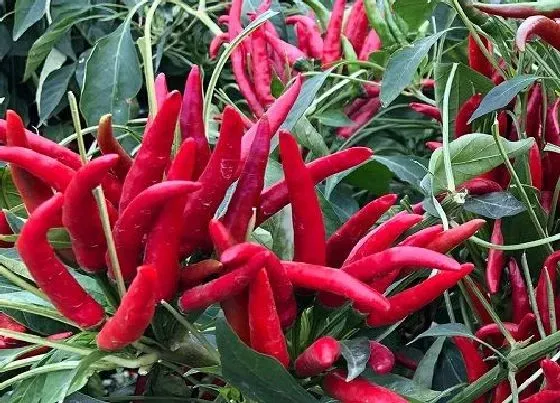 植物种类|辣椒是双子叶植物吗 是单子叶还是双子叶