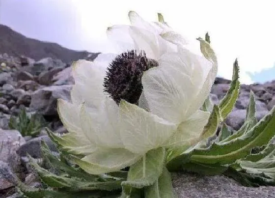 植物产地|雪莲花哪里产的最好