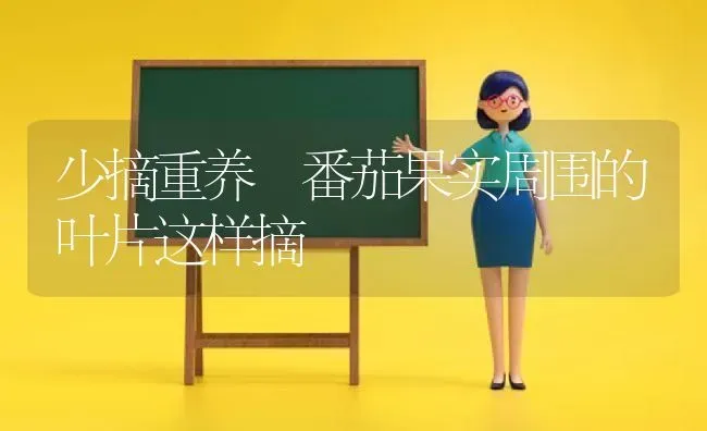 少摘重养 番茄果实周围的叶片这样摘 | 瓜果种植