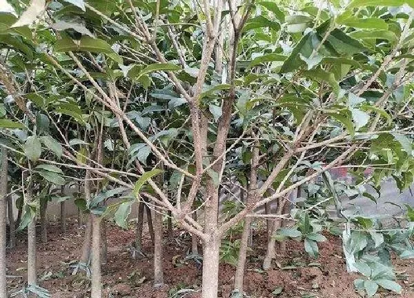 植物移栽|桂花树怎么移植方法