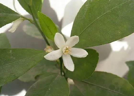 果实科普|小金桔几月开花结果 什么时候开花结果