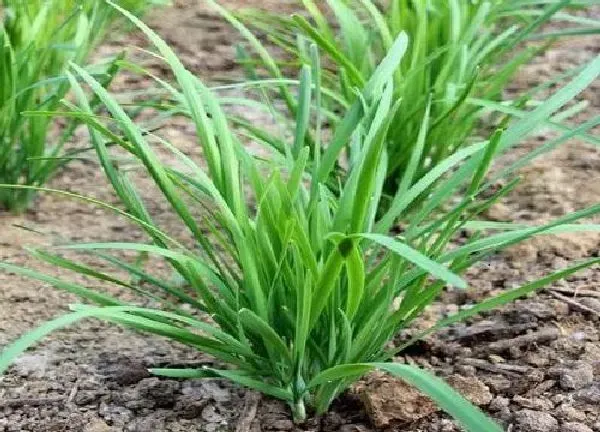 植物移栽|韭菜根冬天可以移栽吗（韭菜根多长时间可以移栽）
