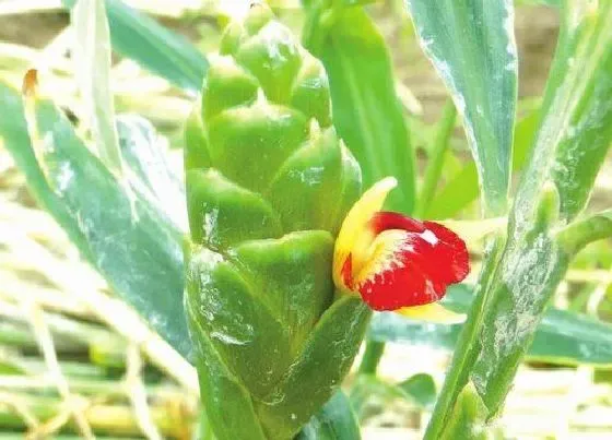 植物百科|生姜开花吗 开的花什么样子