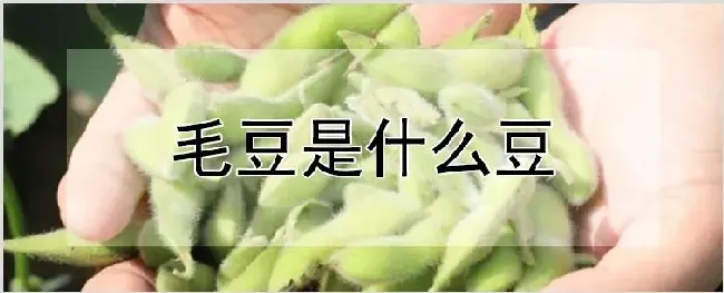 毛豆是什么豆 | 种植技术