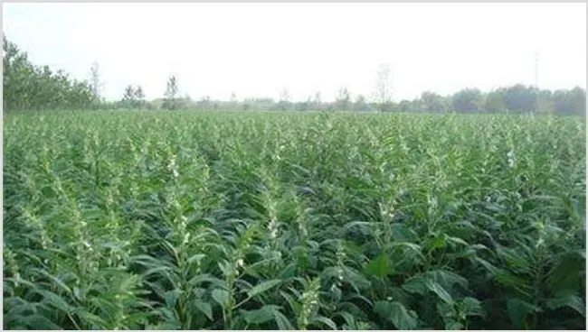 芝麻的种植条件 | 种植资料