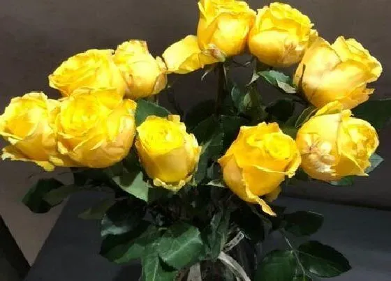 花语|黄玫瑰代表什么花语