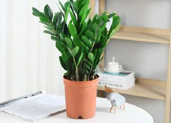 植物招财|属鼠养什么植物旺财