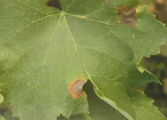 植物病害|杨树炭疽病发病原因及治疗方法