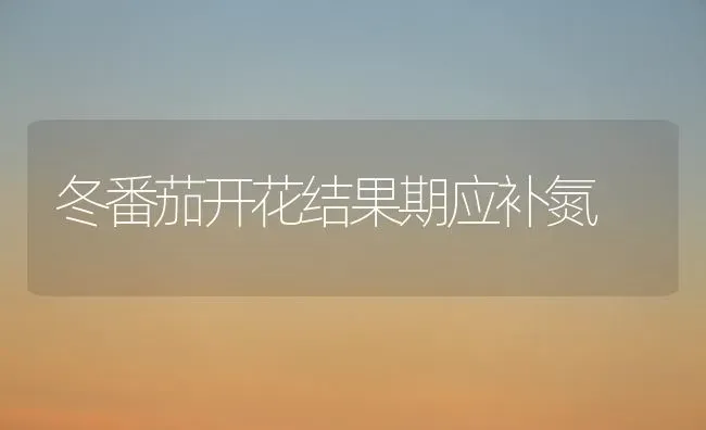 冬番茄开花结果期应补氮 | 瓜果种植