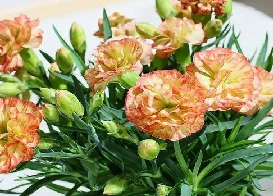 植物修剪|多头康乃馨怎么修剪方法