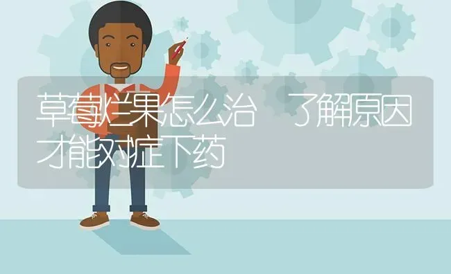 草莓烂果怎么治　了解原因才能对症下药 | 瓜果种植
