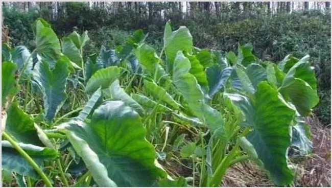 香芋怎么种好 | 种植技术