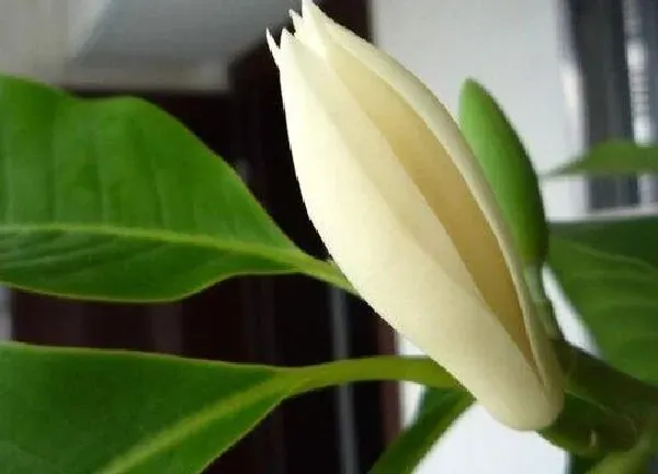 养殖科普|白兰花喜阴还是喜阳