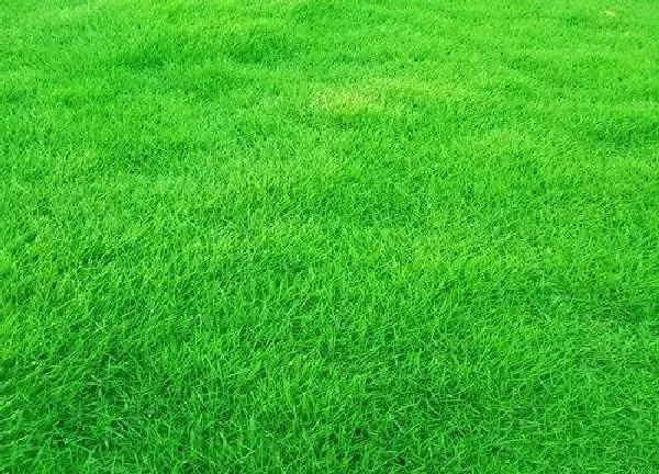 养殖方法|草坪种子种多深合适