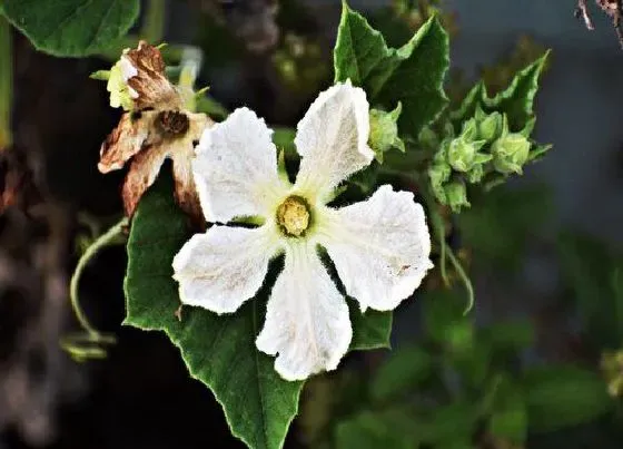 植物百科|葫芦花是单性花还是双性花