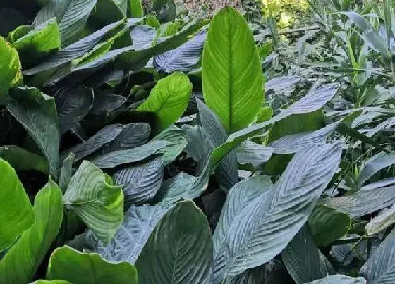 植物百科|粽叶有种子吗