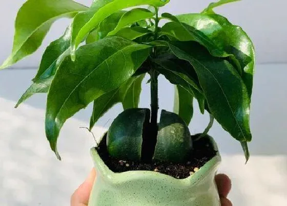 植物种类|开心果是什么树 属于多年生的落叶果树