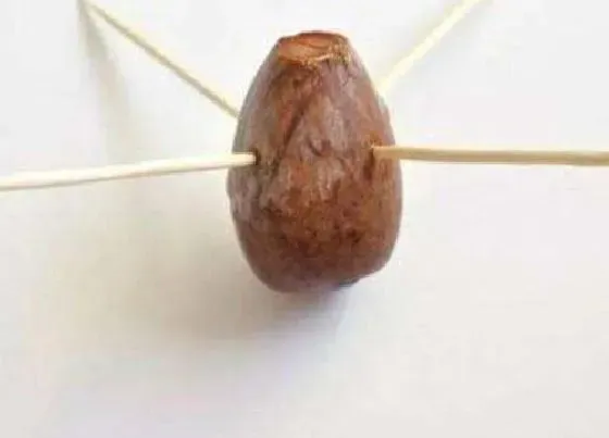 食用须知|牛油果种子可以吃吗