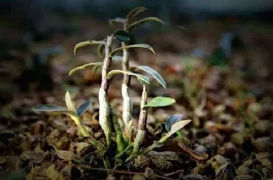 植物百科|铁皮石斛可以淋雨吗 下雨天可以放外面淋雨吗