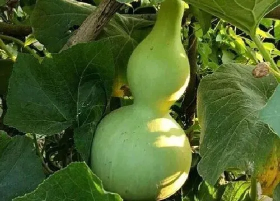 植物排行|藤本植物有哪些
