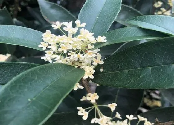 种植百科|室内可以种桂花树吗
